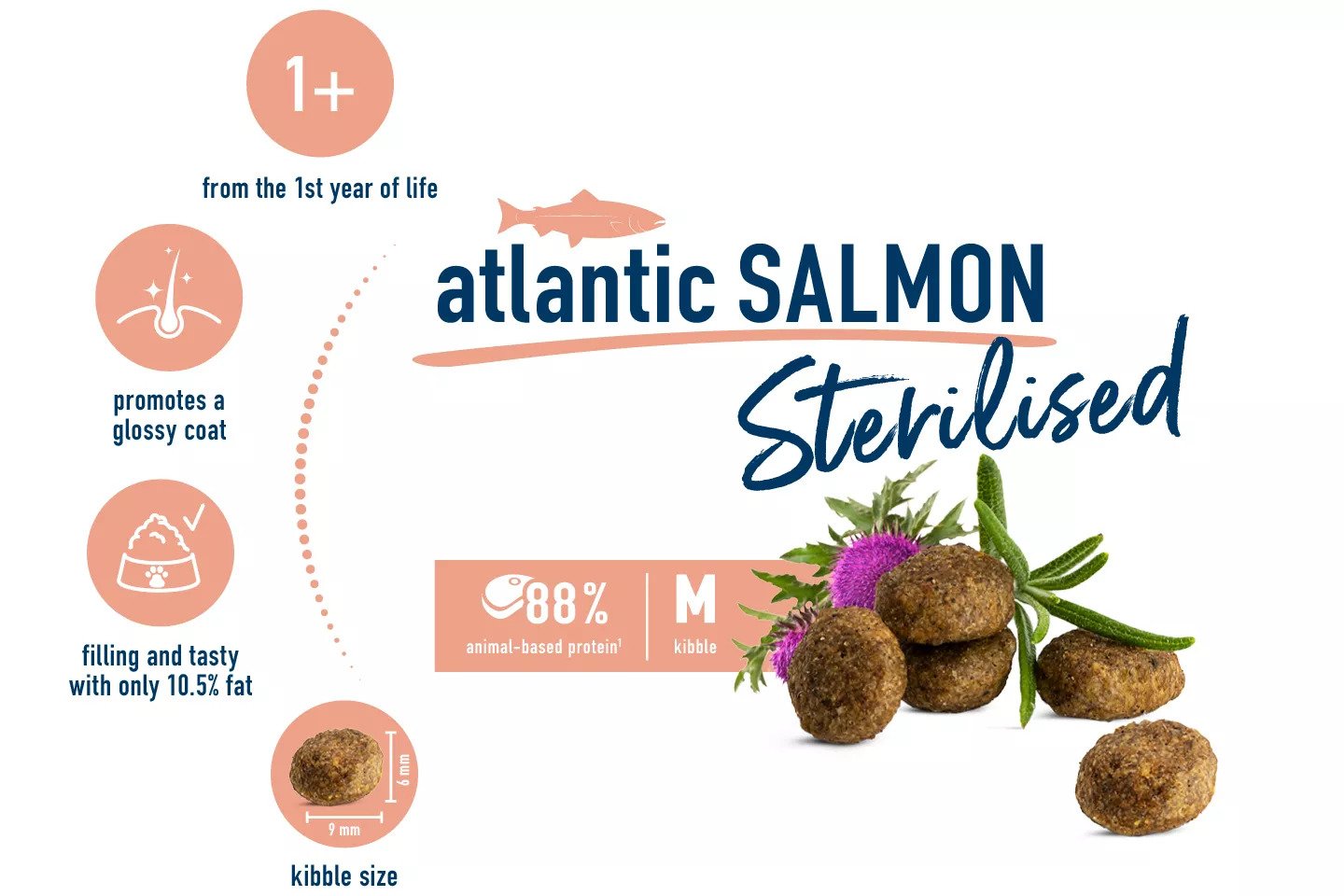 Sterilised Atlantic Salmon